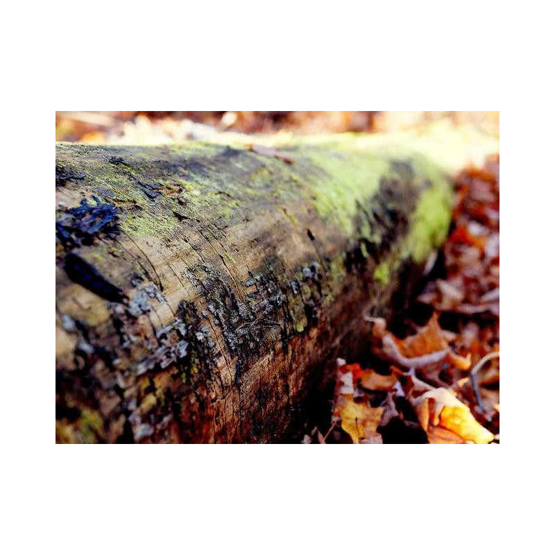 Synergistic Cotton Keyboard fr-FR